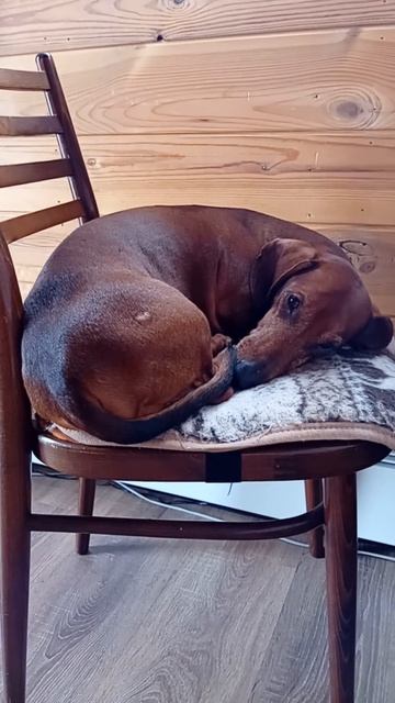 Потапчик 👑