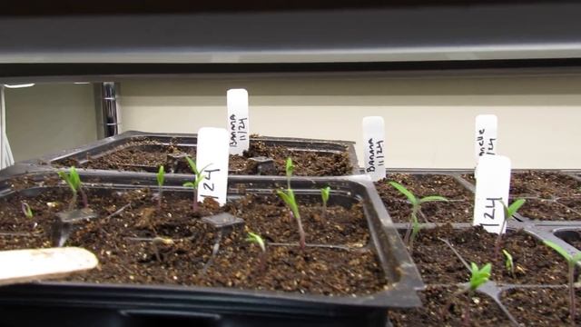 How to Prevent this #2 Tomato Seed Starting Mistake - Germination & Lighting: Two Minute TRG Tips смотреть онлайн