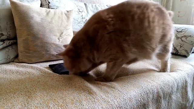 Кот! Реакция кота на мяуканье!!! смотреть онлайн