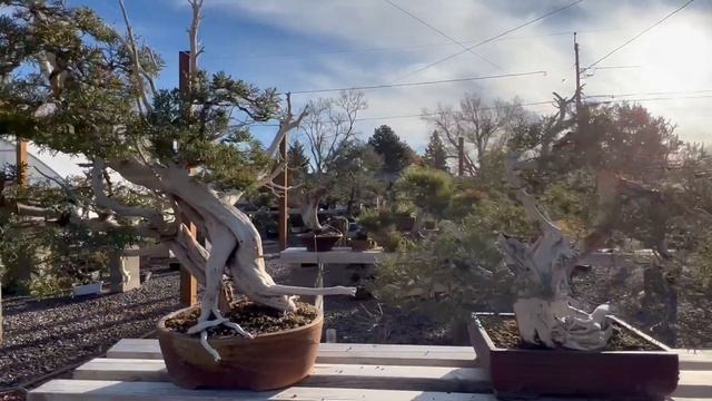 A visit to First Branch Bonsai, the garden of Todd Schlafer смотреть онлайн