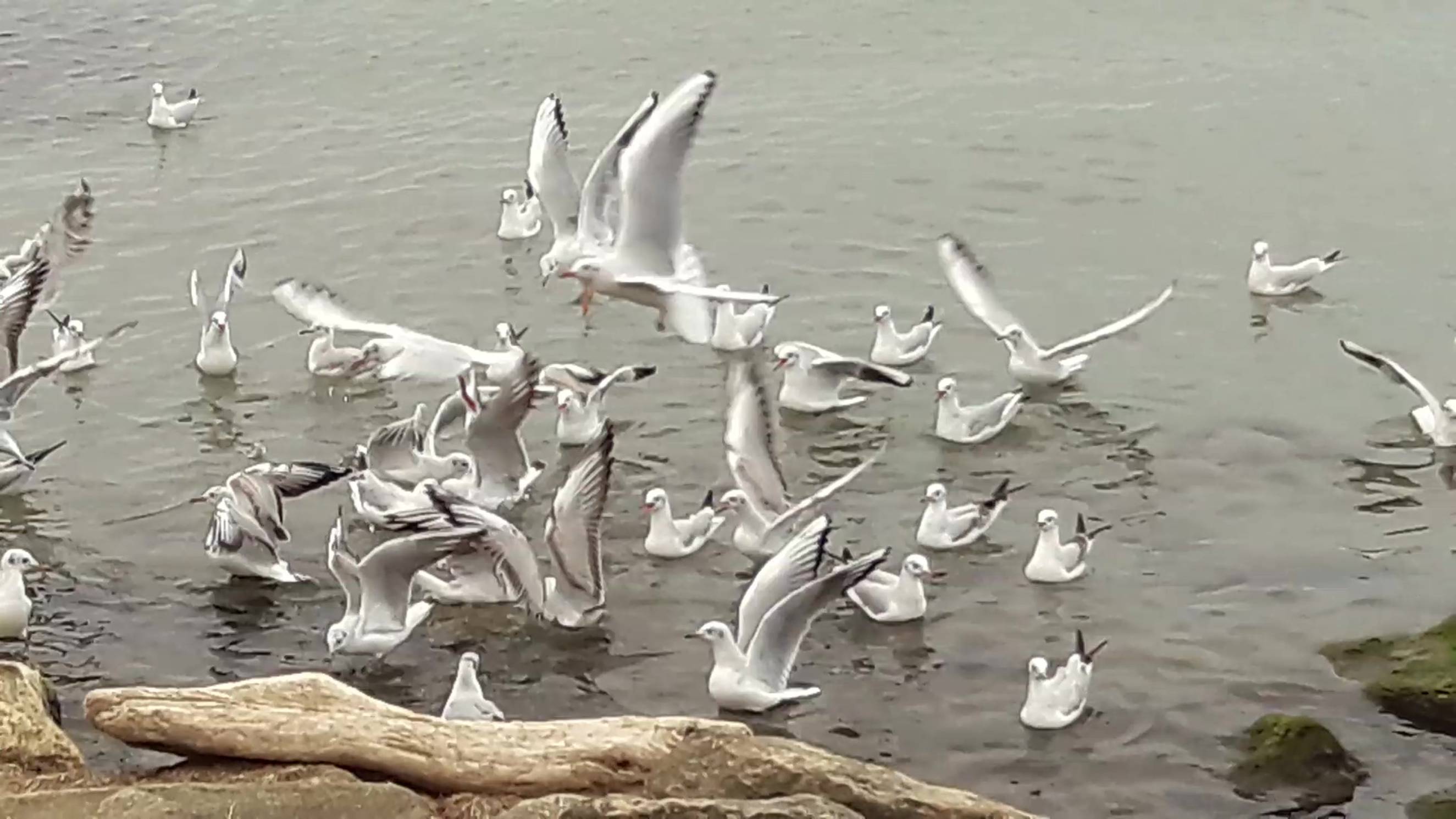 #Чайки в #Анапе смотреть онлайн