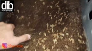 Ошибки выращивания личинок Чёрной львинки