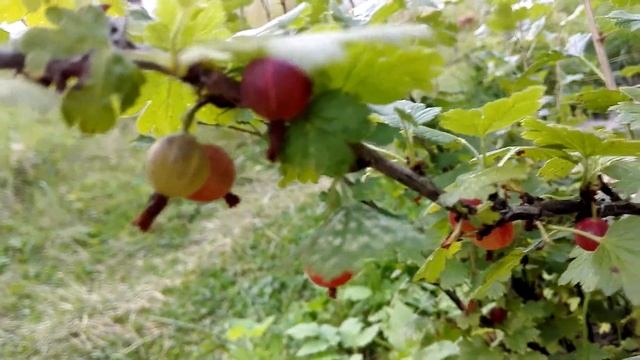 20ч..ЗАКРЕПЛЯЕМ ЗНАНИЯ.ЧЁТКО ПРОГОВАРИВАЕМ.ЗОВЁМ ДЕТОК.Знания от природы. смотреть онлайн