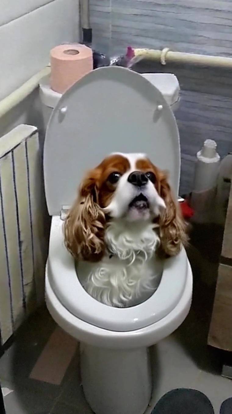 АкваДог😂 смотреть онлайн