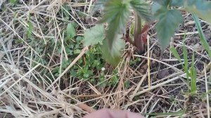 ежевика Аропахо,25.05.24,очень стойкий и выносливый сорт