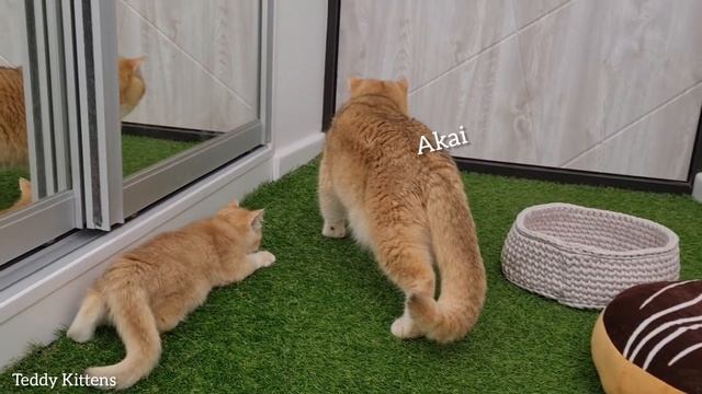 Kitten Melania is raised by her mother Bassy 😄 So cute смотреть онлайн