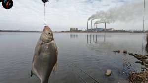 РЫБАЛКА на ЛЕЩА. Февральское глухозимье, рыбку нужно поискать