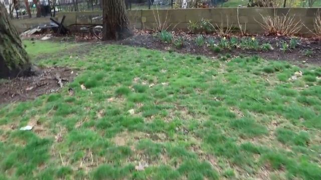 Urban English-style Cottage Garden Mini -Tour 2022| April Daffodils are blooming! смотреть онлайн