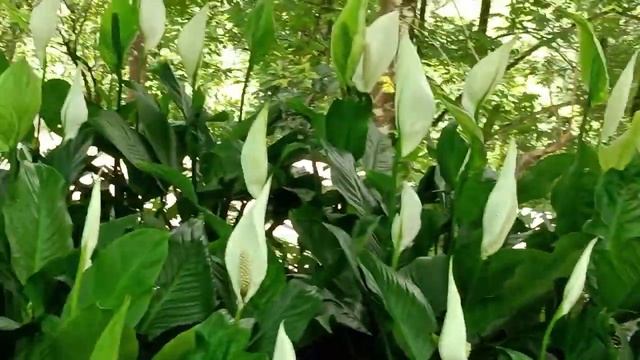 propagating paphiopedilum insigne ❤️@yonzonefloralfarm2329 смотреть онлайн