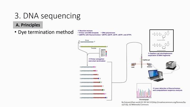 4.3 Sanger DNA sequencing (part 2) смотреть онлайн