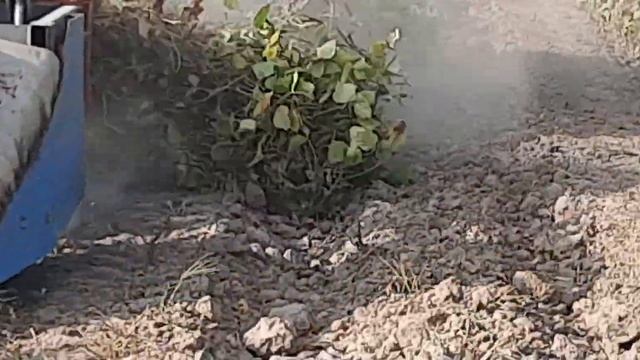 Mosh o'rish(Мош уриш) texnikasi! 2- qism. смотреть онлайн