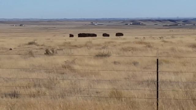 Bison reintroduction on Soapstone Open Space, Colo смотреть онлайн