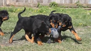 Щенки ротвейлера 3 месяца  Рус РПХ Некар К...