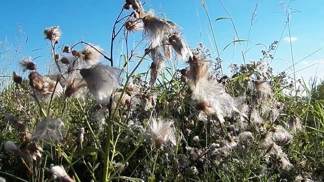 ДОБРОЕ УТРО СОЧИ ПУШИСТИКИ смотреть онлайн