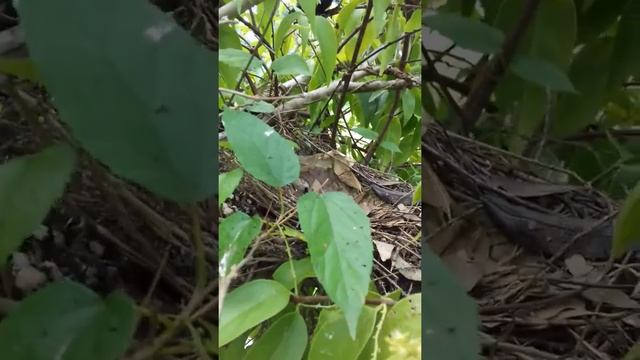 Filhotes de Anu preto na Chácara da Minha Cunhada em Extrema MG смотреть онлайн