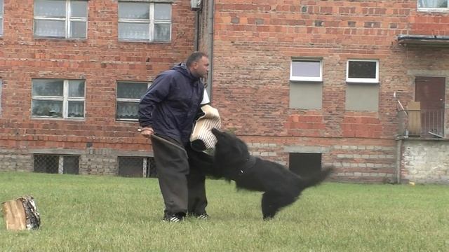 LOTHAR Donum Cordis.IPO training protection.Summer 2011 (2,5 years old)) смотреть онлайн
