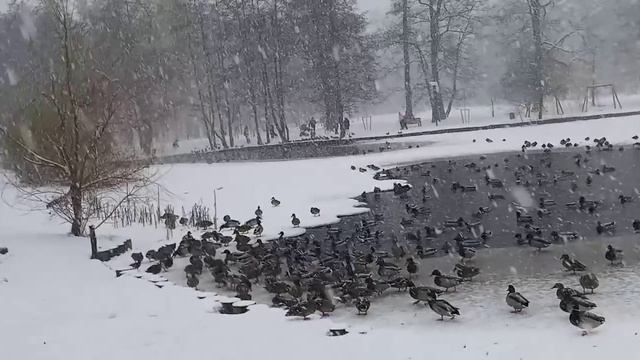 Фауна, а проще живность, города Зеленоградска смотреть онлайн