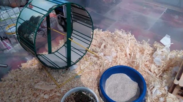 Джунгарский хомяк - Сиэль смотреть онлайн