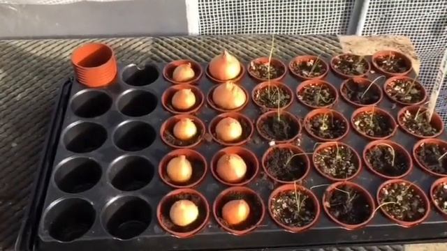 Starting Shallots in pots how i'm hardening off my tomato big rainbow #62 смотреть онлайн