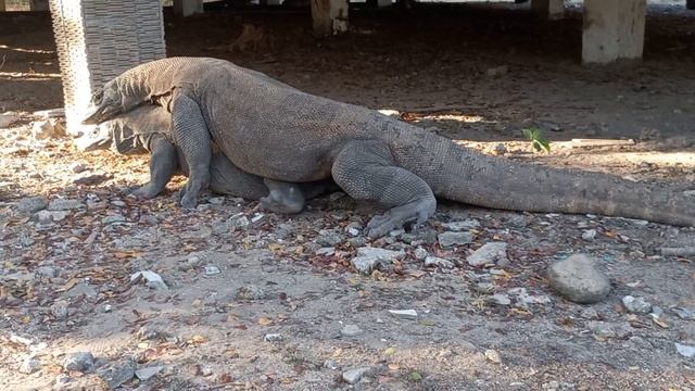 Komodo Dragon Mating
