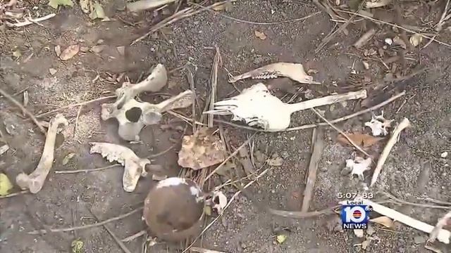 ABC News... Animal Sacrifice смотреть онлайн