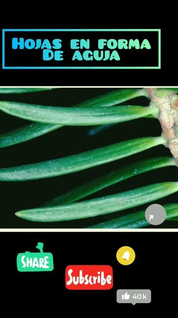 #pinos #educativo #biologos #estudiantes #botánica #ciencia #biology #clasesenlínea #biologia смотреть онлайн
