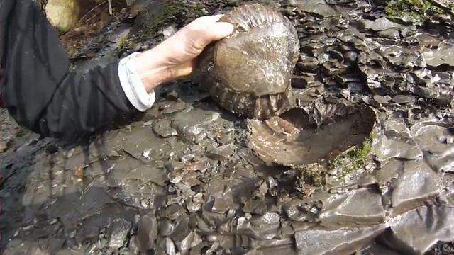 Skippy,Polar Bear,Beaver,And Freaky Ammonite Lol смотреть онлайн