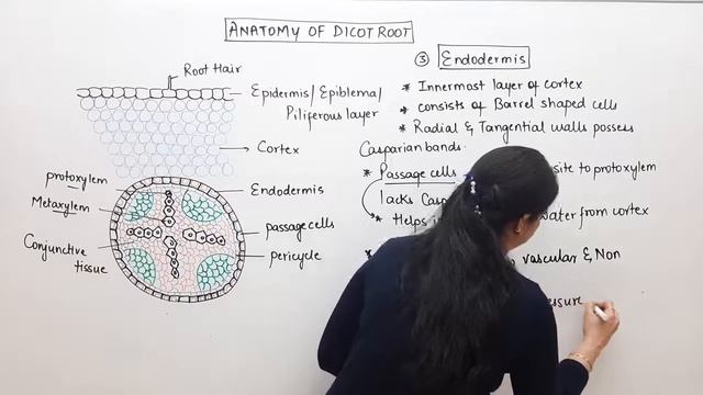 #5 Internal Structure of Dicot Root & Monocot Root l Differences l Anatomy of Plantsl NEETlClass 1 смотреть онлайн