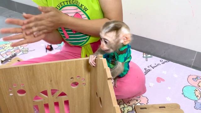 Monkey Puka Is Very Surprised With New House