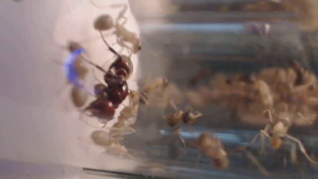 Видео 1 смотреть онлайн