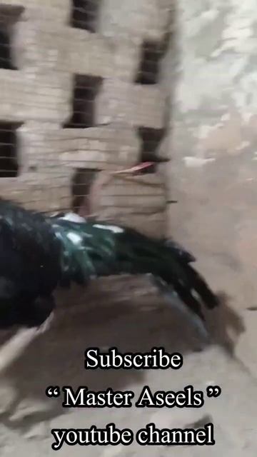 My Master Breed Mushka Aseel #masteraseels #aseel #shorts #shortvideo #aseelmurga смотреть онлайн