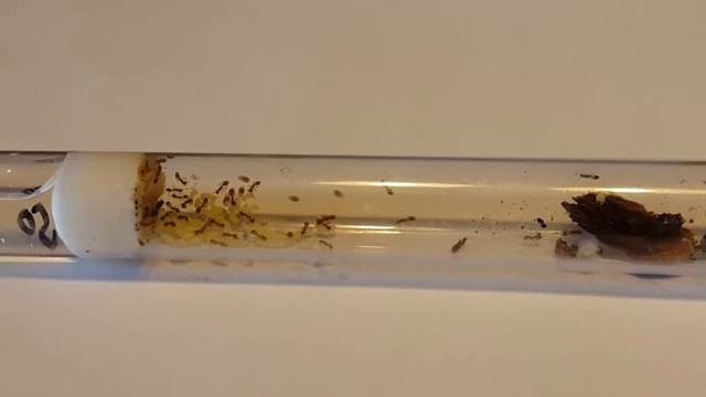 ☆Meine neue Temnothorax crassispinus Kolonie☆ смотреть онлайн