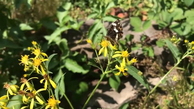 Schmetterling. Butterfly. Бабочка. смотреть онлайн