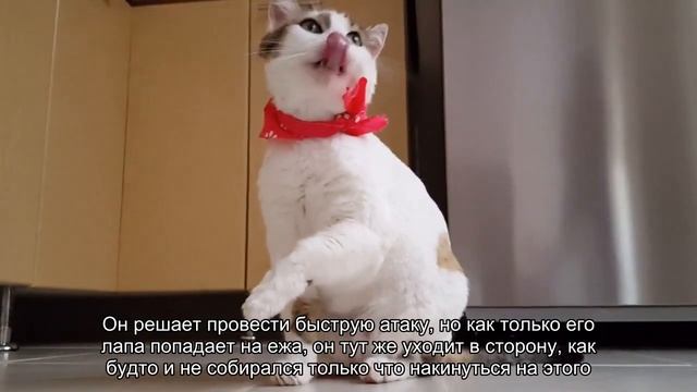 Кот атаковал ежа, но что-то пошло не так смотреть онлайн