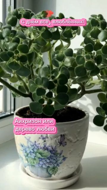 Растения, дающие Любовь 💏💞 смотреть онлайн