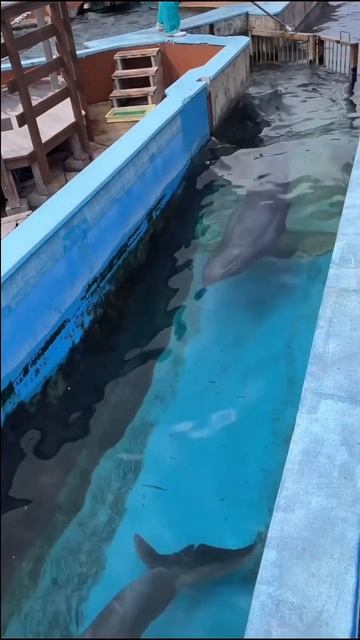 yah ladka Pani mein banaa fata ko kholkar din ke lakhon rupaye kamata hai смотреть онлайн