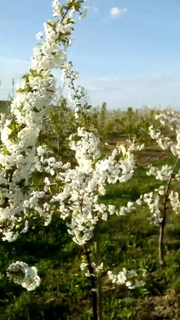 Вишня на подвои всл2 смотреть онлайн
