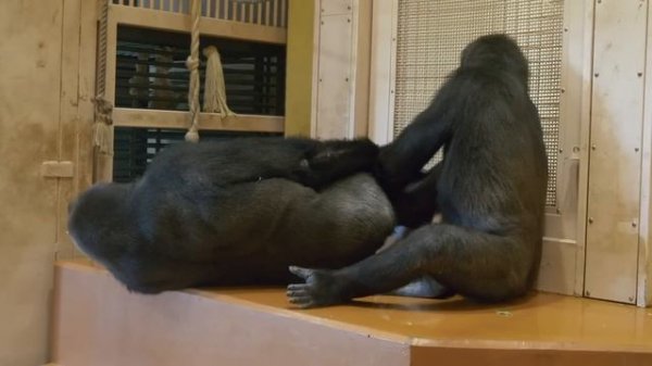 Female Gorilla Tapping Male Gorilla's Private Parts | The Shabani Group