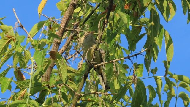 Жёлтая трясогузка_#2, Крылатское, 13 июля 2024 смотреть онлайн