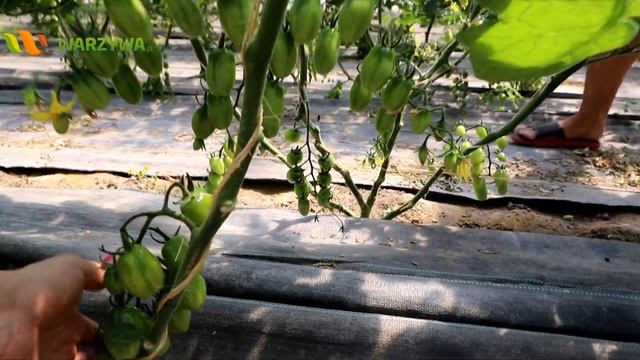 Uprawa pomidorów w tunelach foliowych - marka Jakość z natury смотреть онлайн