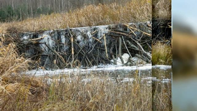 Бобровая плотина. Ноябрь 2023 смотреть онлайн