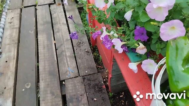 Перец гигант, передаю гостинцы. смотреть онлайн