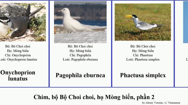 Chim, bộ Bộ Choi choi, họ Mòng biển, phần 2 nhàn sterna sternula thalasseus bird gia simplex rosea смотреть онлайн