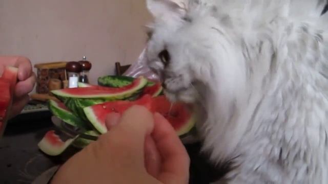 Кошки тоже любят арбузы смотреть онлайн