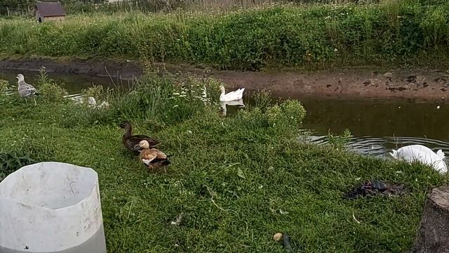 Огарь с Кряквой освоились смотреть онлайн