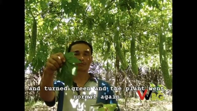 WBG SOIL CONDITIONER TESTED ON AMPALAYA PLANT- WITH SUBTITLE смотреть онлайн
