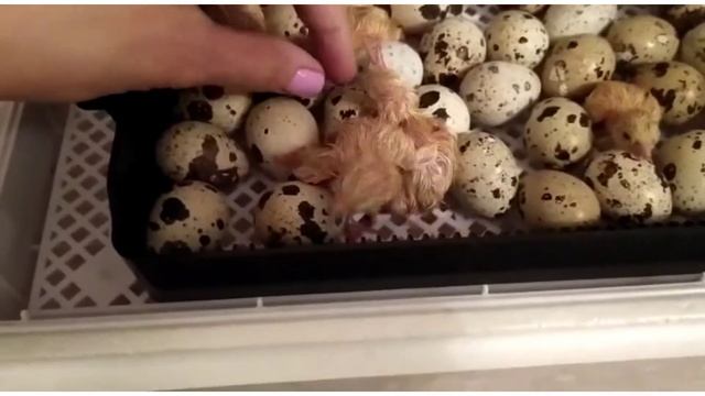 Перепелята рождение. смотреть онлайн