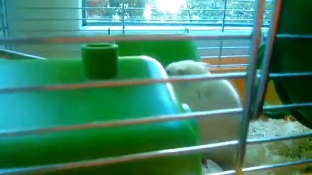 Канал хомки с 300 000 подписчиков вас "люблю " смотреть онлайн