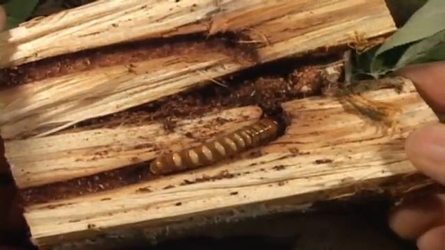 Moths of Costa Rica-An Entertaining Educational Film смотреть онлайн