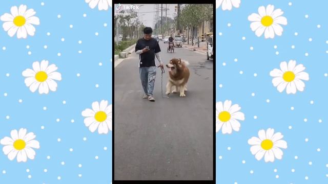 😍 5 MINUTES LAUGHING TIME | TRY TO NOT SMILE | CUTE PET | WEY смотреть онлайн